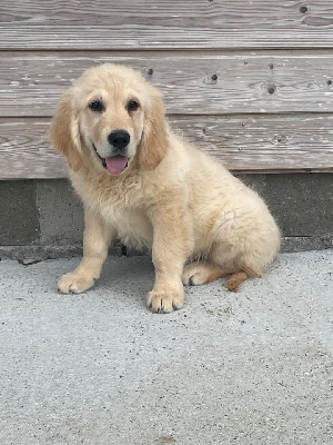 CHIOT 2