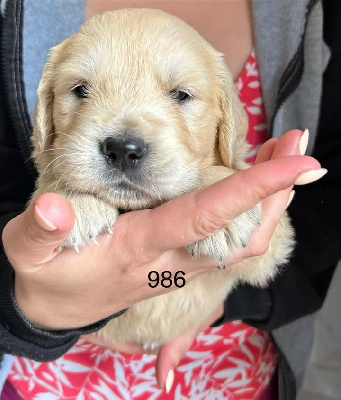 CHIOT 2