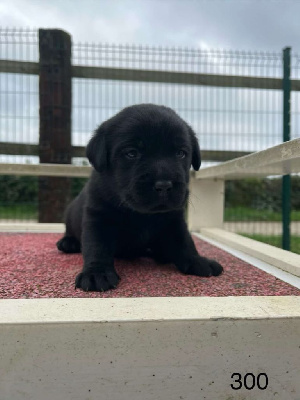 CHIOT 2
