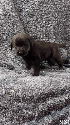 CHIOT 2