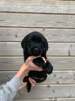 CHIOT 7
