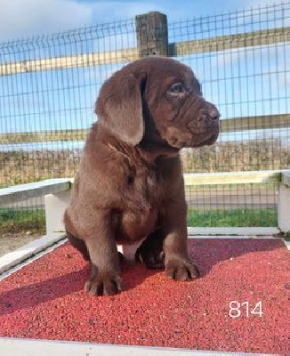 CHIOT 8