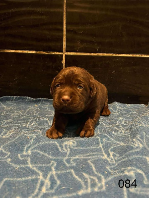 CHIOT 3