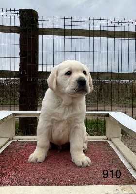 CHIOT 1