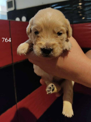 CHIOT 2