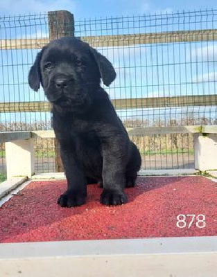 CHIOT 2