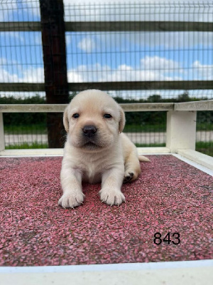 CHIOT 4