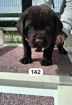 CHIOT