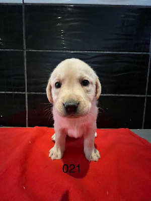 CHIOT 9