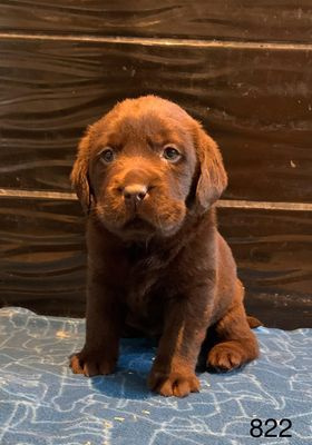 CHIOT 10
