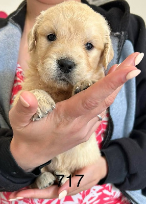 CHIOT 4