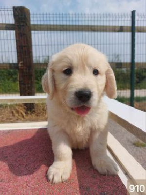CHIOT 6
