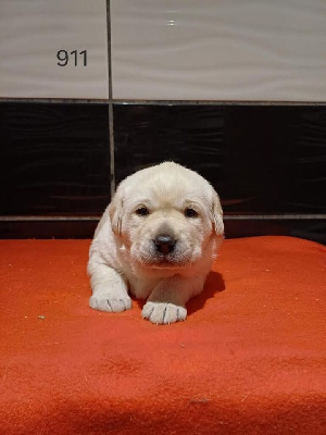 CHIOT 4