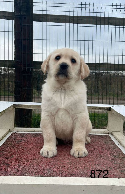 CHIOT 2
