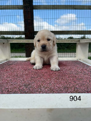 CHIOT 8