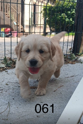 CHIOT