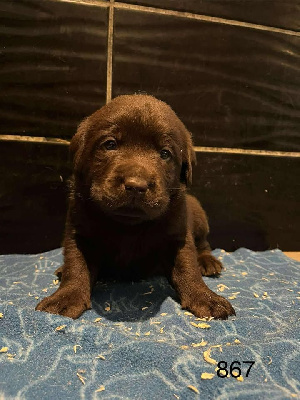 CHIOT 2