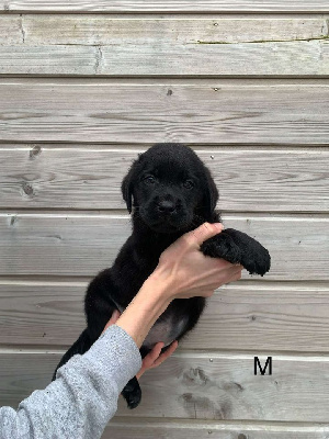 CHIOT 1