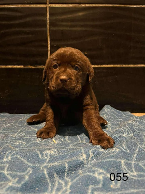 CHIOT 4