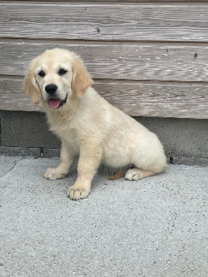 CHIOT 1