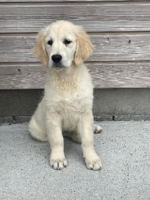 CHIOT 10
