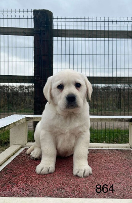 CHIOT 3