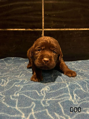 CHIOT 5
