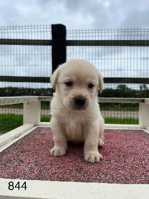 CHIOT 3