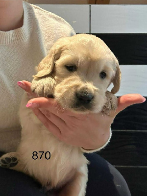 CHIOT 3