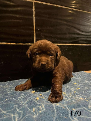 CHIOT 3