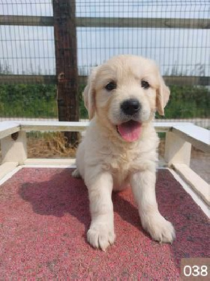 CHIOT 8