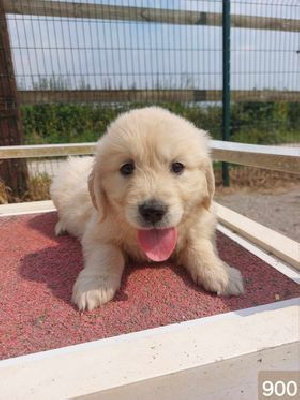 CHIOT 9