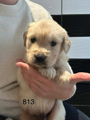 CHIOT 5