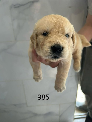CHIOT 1