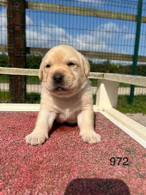 CHIOT 6
