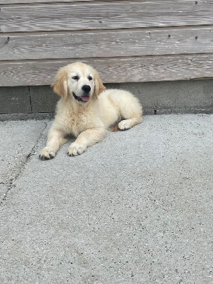 CHIOT 4