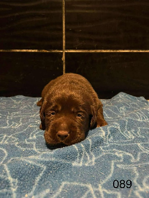 CHIOT 2
