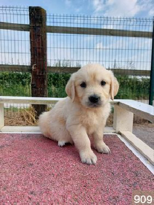 CHIOT 11