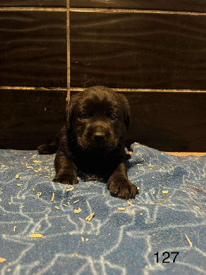 CHIOT 6