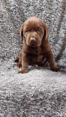 CHIOT 3