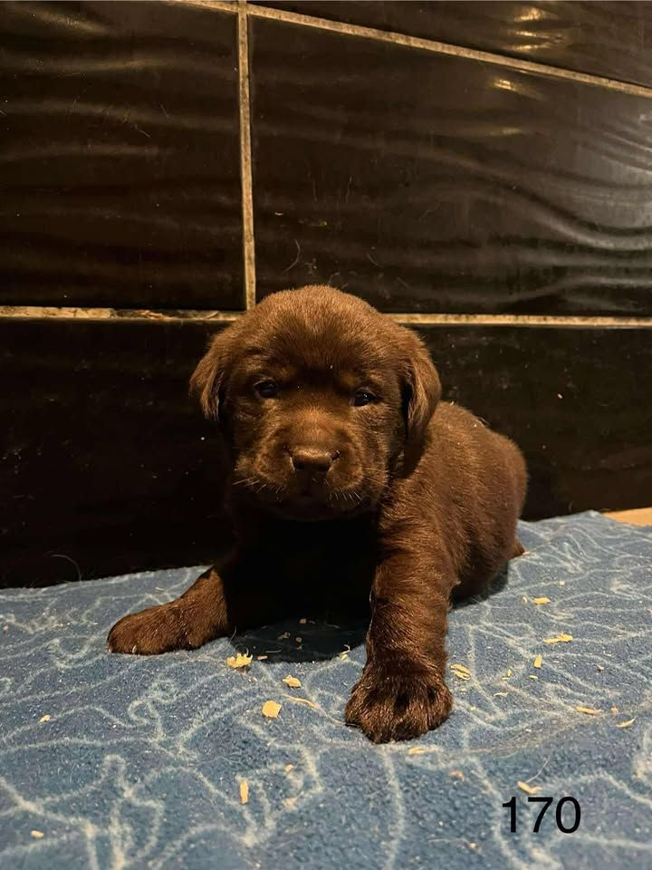 de la Vallée de Saint Samson - Chiots disponibles - Labrador Retriever