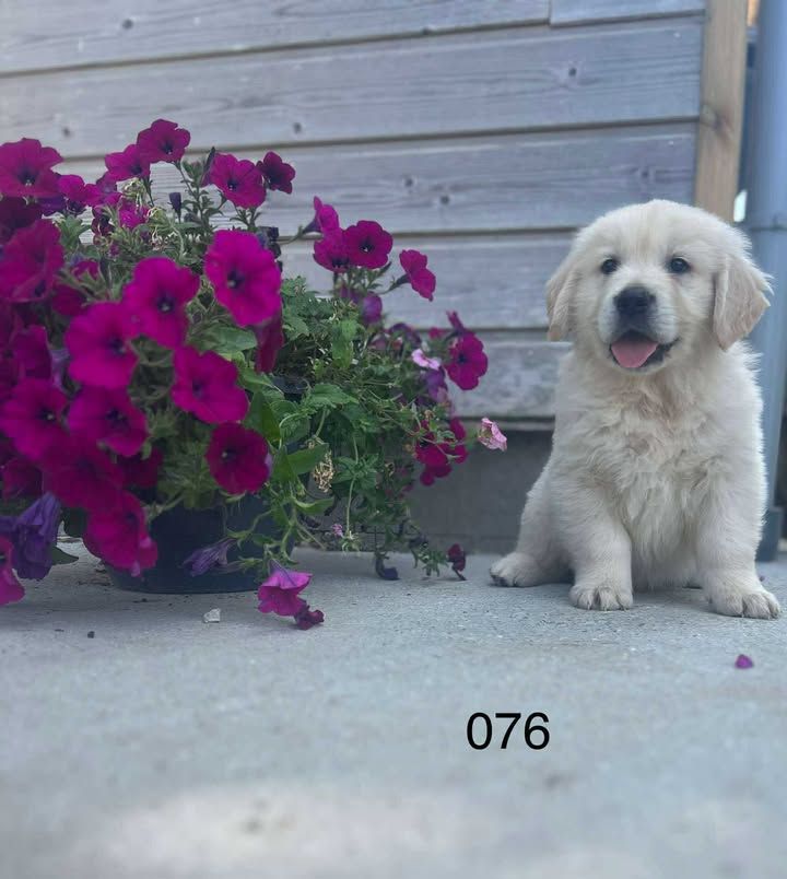 de la Vallée de Saint Samson - Chiots disponibles - Golden Retriever