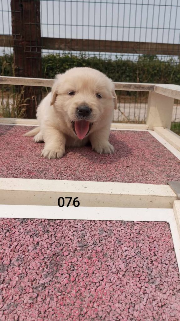 de la Vallée de Saint Samson - Chiots disponibles - Golden Retriever