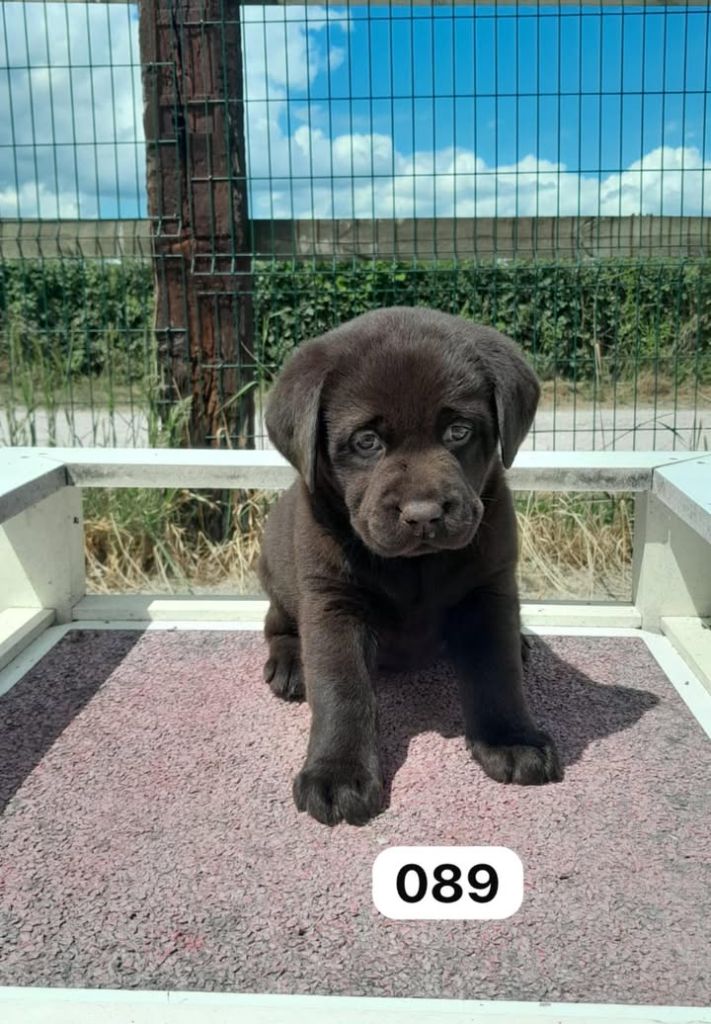 de la Vallée de Saint Samson - Chiots disponibles - Labrador Retriever