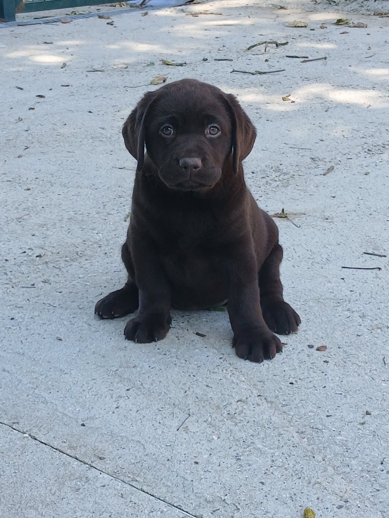 de la Vallée de Saint Samson - Chiots disponibles - Labrador Retriever