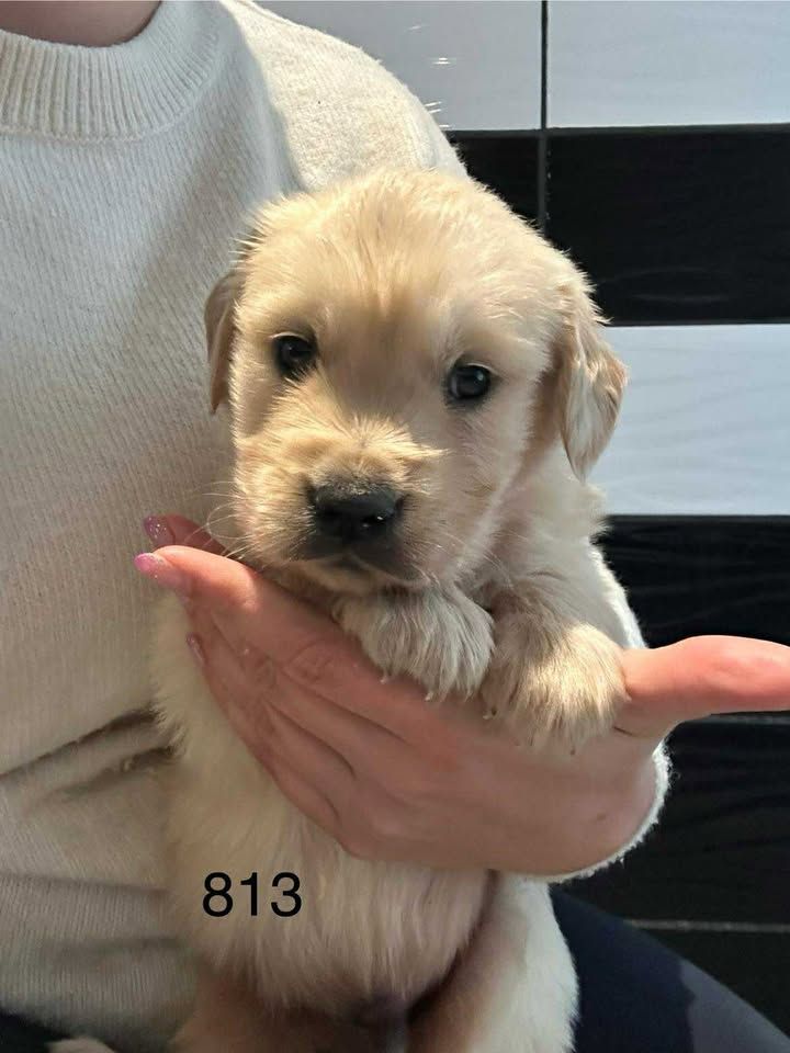de la Vallée de Saint Samson - Chiots disponibles - Golden Retriever