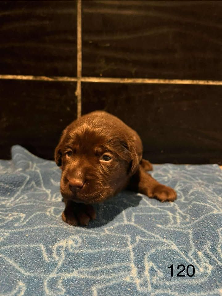 de la Vallée de Saint Samson - Chiots disponibles - Labrador Retriever