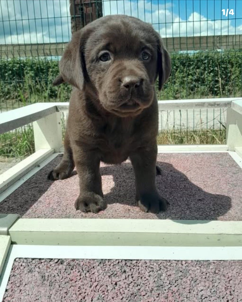 de la Vallée de Saint Samson - Chiots disponibles - Labrador Retriever
