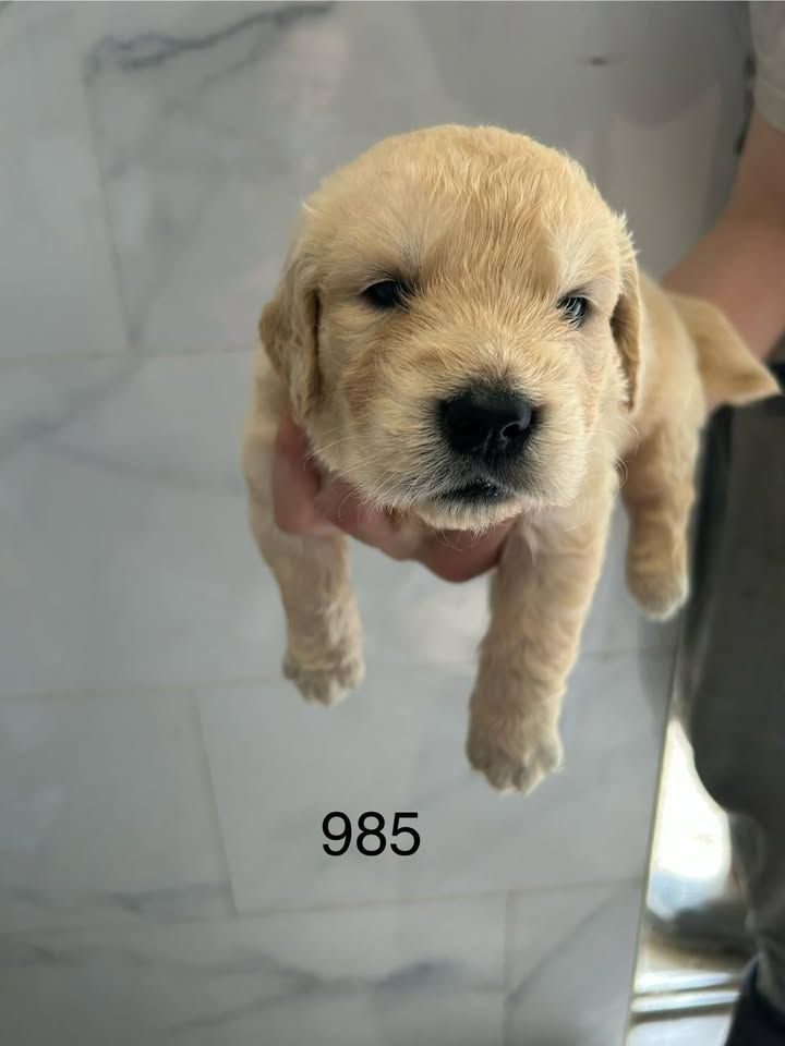 de la Vallée de Saint Samson - Chiots disponibles - Golden Retriever