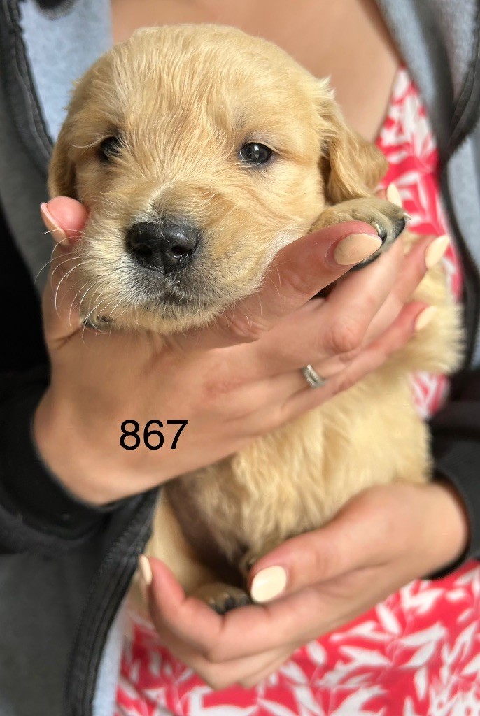 de la Vallée de Saint Samson - Chiots disponibles - Golden Retriever